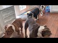 Just Another Day With 5 English Bulldogs
