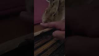 うさぎとの日常その19 #うさぎ #うさぎのいる暮らし