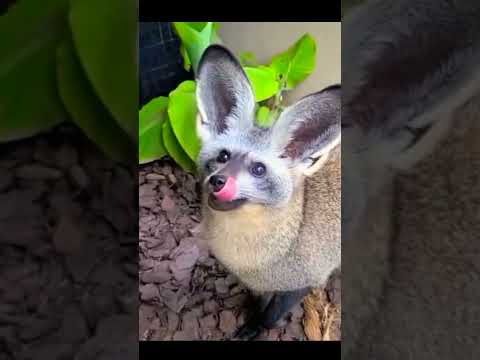 Thr Bat-eared  fox🦊. #MostDifferentAnimals #shorts