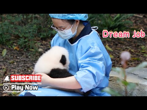 Life Goals: Burping Pandas, Lulling Them To Sleep 