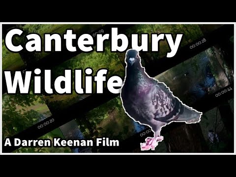 Canterbury B-Roll using my Hafury note 10 mobile phone