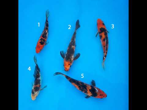 Video pregled koi ribe