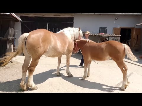 În vizită la dl. Baciu Sufletu de la Micula - Satu Mare 2021