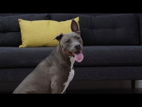 Redbarn Grain-Free Dog Food | Chewy