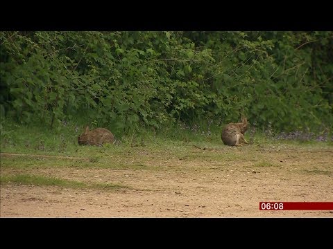 Hare myxomatosis begins? (UK) - BBC News - 13th October 2018