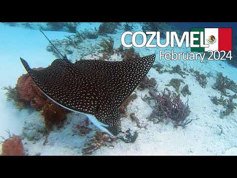 Scuba Diving: Cozumel, Mexico - February 2024 (4K)