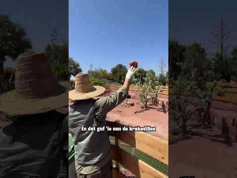 Raarste Krokodillenpark ter wereld 🐊