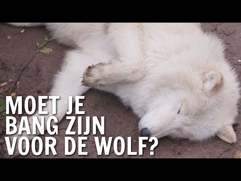 Moet je bang zijn voor de wolf? | De Buitendienst over de Wolf
