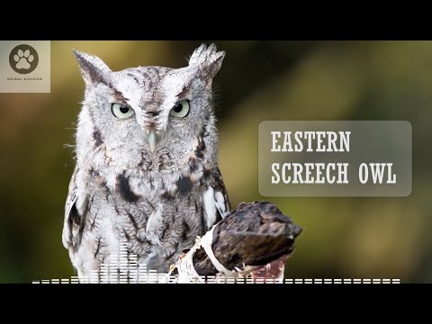 Myšiarka východná — Eastern Screech-Owl