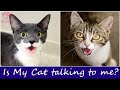 Cats Talking And Arguing With Their Humans