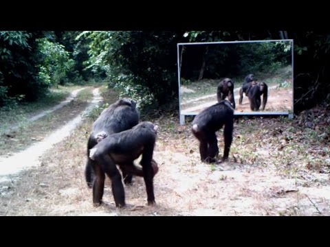 Wildlife photographer puts huge mirror in jungle; Woman attacked by toothless tiger - Compilation