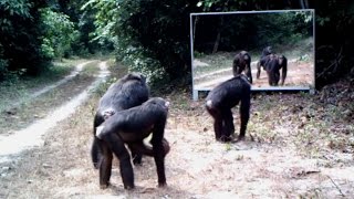 Wildlife photographer puts huge mirror in jungle; Woman attacked by toothless tiger - Compilation
