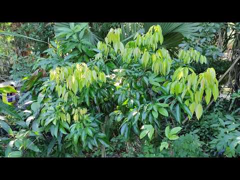 Emperor lychee experiment 🍒