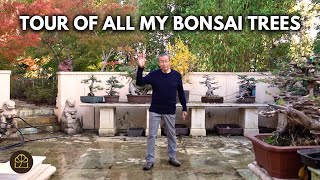 Showing My Bonsai Collection | Spring 2025 Update