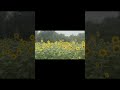 #MtJuliet #sunflowers ￼#TN #nature #flowers #music #Lumineers #cinematic #epic #beauty