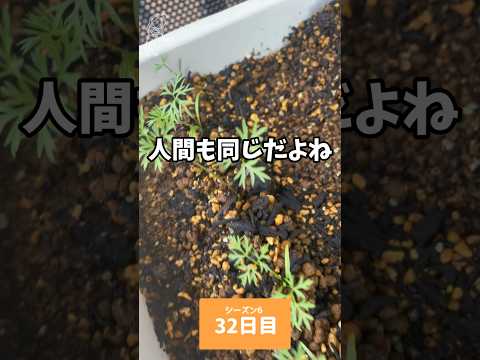 園芸 季節を問わず美味しいニンジン