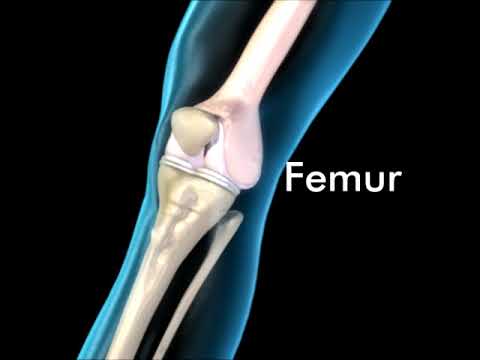 Knee Joint Anatomy - 3D Medical Animation || ABP ©