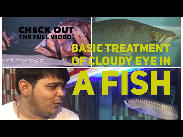 Treatment of Cloudy eye in a fish and information about RAV giveaway