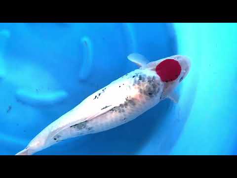 JKS-010 3Sai HQ Female T Showa 64 cm Maruhiro