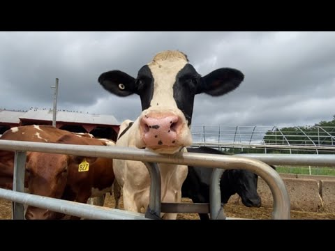 Protecting Dairy Farmers: Avian Flu and Its Impact on Cattle