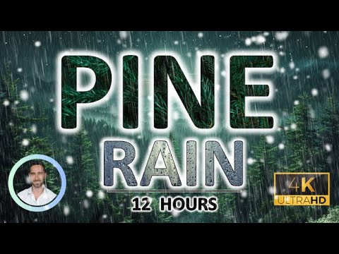 Soothing Pine Forest Rain | Deep, Natural Sleep Sound | 12 Hours | Sleep, Focus & Tinnitus Relief