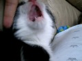 Biter Kitty