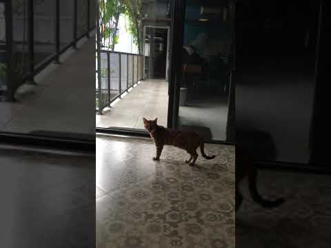 Bengal Cat Meowing so loud but so cute