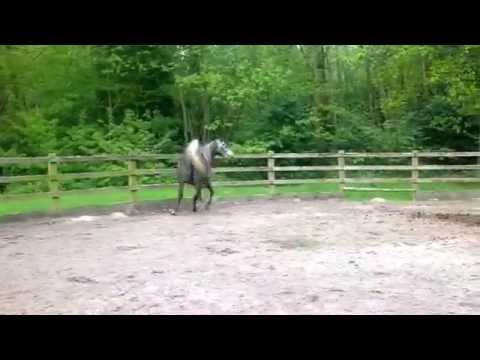 Eclipse DF by Aja justified  x Venus