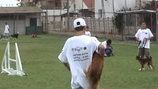 טיפול בעזרת כלבים - טיפול בעזרת בעלי חיים - תחרות אג'יליטי 4