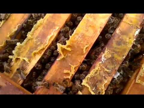 РАЗВИТИЕ ПЧЕЛ В КОЛОДЕ-спустя две недели после заселения-бортевое пчеловодство-Beekeeping.