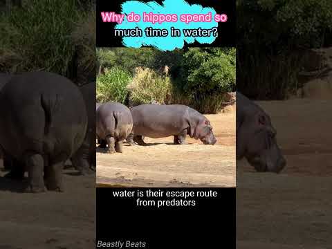 Why do hippos spend so much time in water?  #animals #wildlife #facts