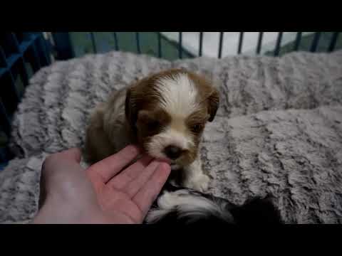 Rashika, Roman, & Rosalie