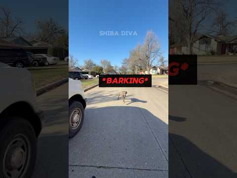 Dangerous Pitbull in the Neighborhood?! (via: animalwefareguy/TT) #shorts #trending #viral #dog