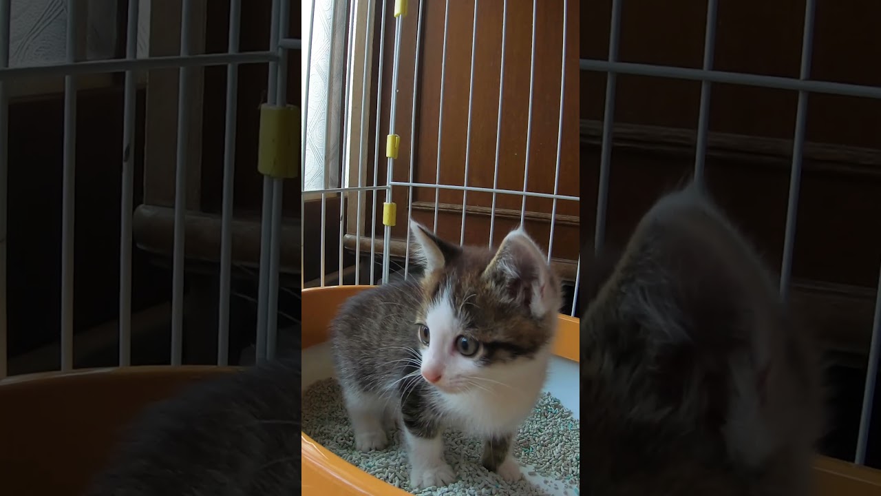 ほんとは子猫と友達になりたい先輩猫の小太郎くん😁　#shorts