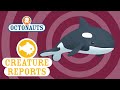 Octonauts Creature Report Orca