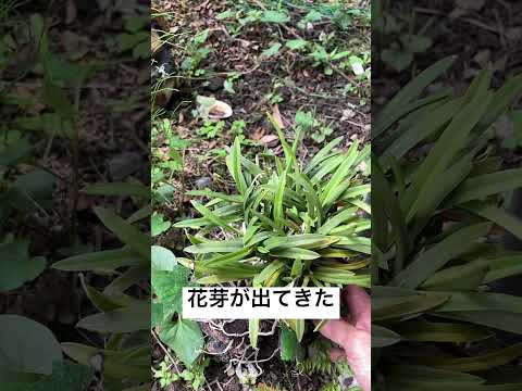 あなたの家に太陽の光が当たる観葉植物はどれを選びますか?私たちのトップ5！  庭園