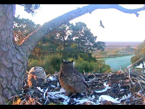 "I want my nest back!" Cornell GHOs 04 April 2022