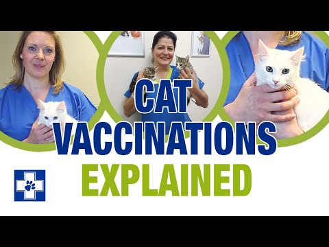 Which vaccinations does your cat need? Our Services Explained