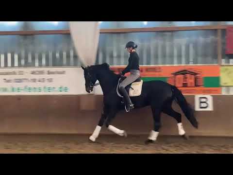"Fashion Forever" 4j. Wallach/Gelding von Fashion Maker x Silbermond