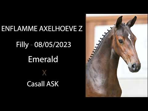 Enflamme Axelhoeve Z (Emerald x Casall ASK)