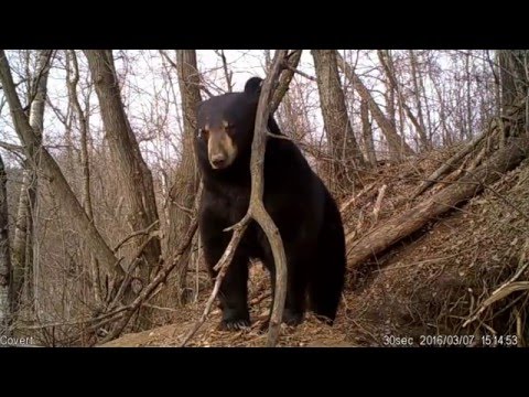 AMAZING video of Black Bear Emerging from Den