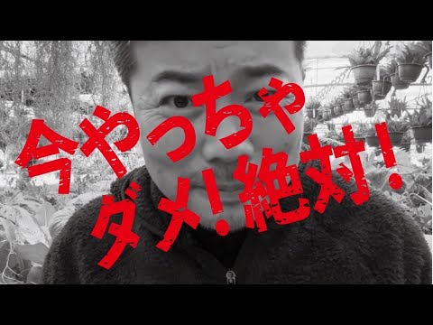 越冬ススキ こうやって無傷で冬を越す 植物