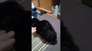 家に入ってきた黒猫にビビりながら触ってみた。 #猫 #shorts