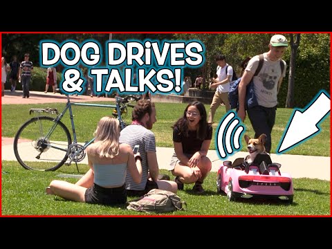 Funny Dog Drives Car & Talks! (Comedy Prank)