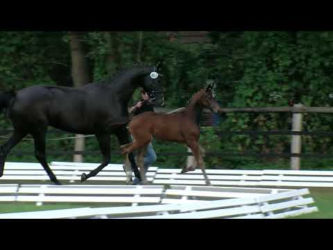 Weber, For Romance-II Totilas-Worldly