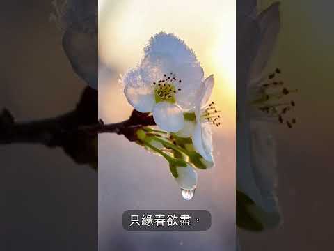 溫庭筠《嘲三月十八日雪》｜AI古詩詞短片