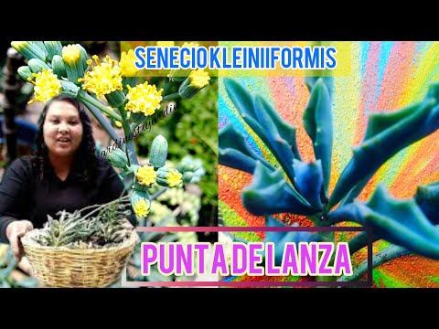 , title : 'todo sobre senecio kleiniiformis conocido como punta de lanza reproducción, cuidados y floración'