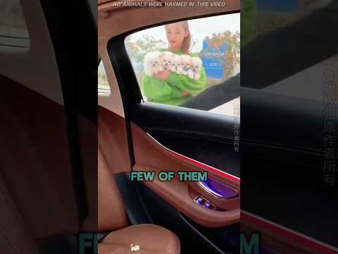 She Adopted the Tiniest Puppies Ever #funnyshorts #pets #cute #love
