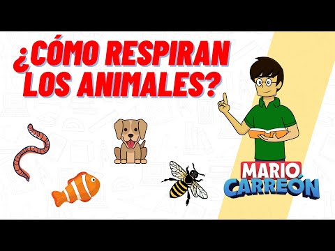 ¿Cómo Respiran los Animales?