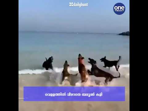 latest animal news //A dog  playing with balloon..🔮